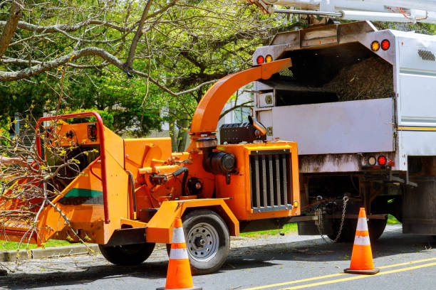 Best Tree Maintenance Programs  in Three Rivers, CA