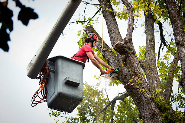 How Our Tree Care Process Works  in  Three Rivers, CA